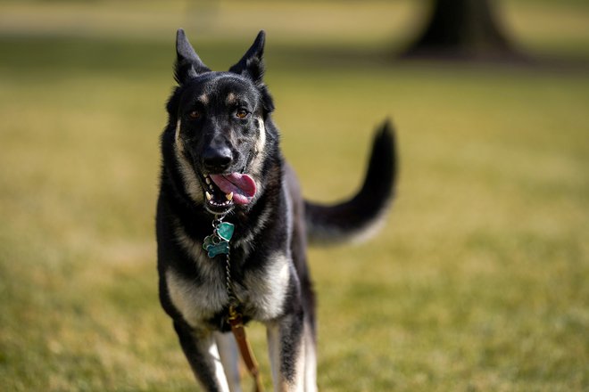Bidnov pes Major je bil vpleten v incident. FOTO: White House/Reuters