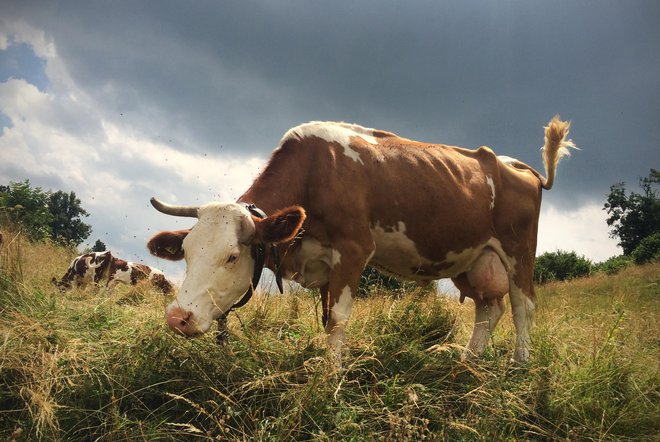 Krave morda kmalu več ne bodo sokrive za segrevanje ozračja. FOTO: Jure Eržen/Delo
