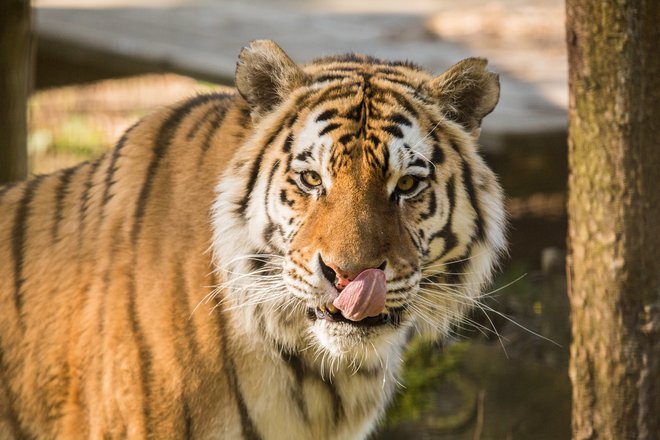 Sibirski tiger Vito je v ljubljanski živalski vrt prispel leta 2013. FOTO: ZOO Ljubljana