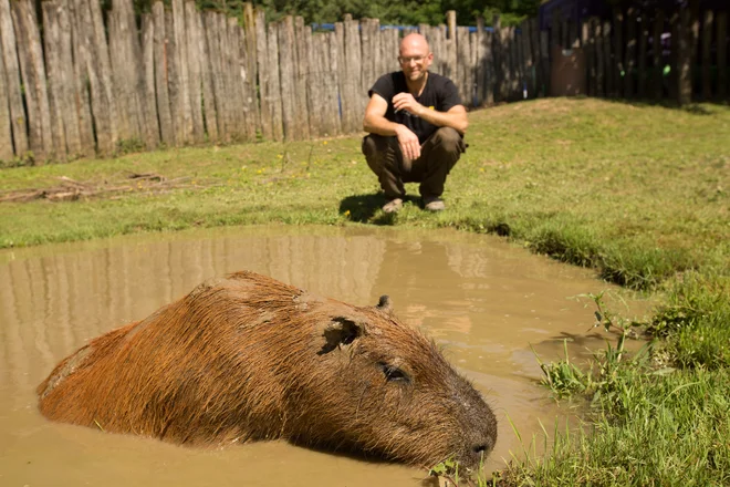 Najbolj ju bodo pogrešali njuni oskrbniki. FOTO: ZOO Ljubljana