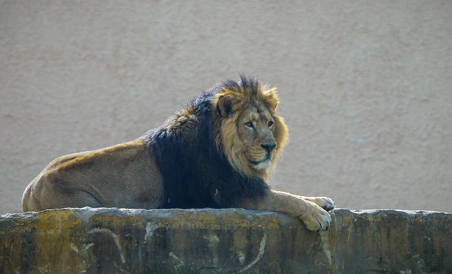 Rjovenje azijskega leva se sliši tudi do osem kilometrov daleč. FOTO: Jože Suhadolnik/Delo