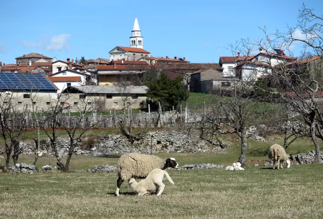 »Vse je sivo in le malo je zelenega, ker je povsod prekrit s kamenjem. Toda v nekaterih krajih kljub temu raste, med kamenjem, najlepša in najplemenitejša trava, ki rabi živini za pašo,« je Kras pred štirimi stoletji in pol opisal Valvasor. Na fotografiji naselje Pliskovica. FOTO: Dejan Javornik/Slovenske novice