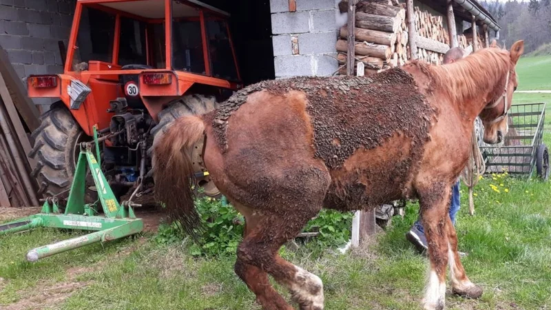 Fotografija: Konj ni mogel stati na nogah. FOTO: Društvo za zaščito konj