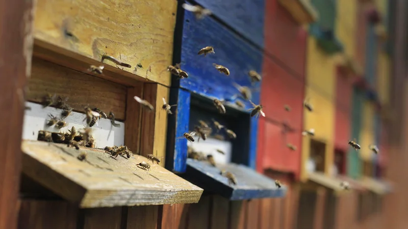 Fotografija: Na ministrstvu za kmetijstvo menijo, da je sedanja sedemodstotna vrednost ustrezna raven zaščite za opraševalce tudi v prihodnje.
FOTO: Leon Vidic