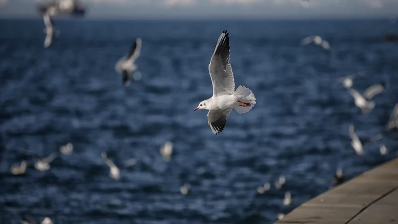 Fotografija: Žarišče potresa je bilo pod Jadranskim morjem. FOTO: Blaz Samec/Delo