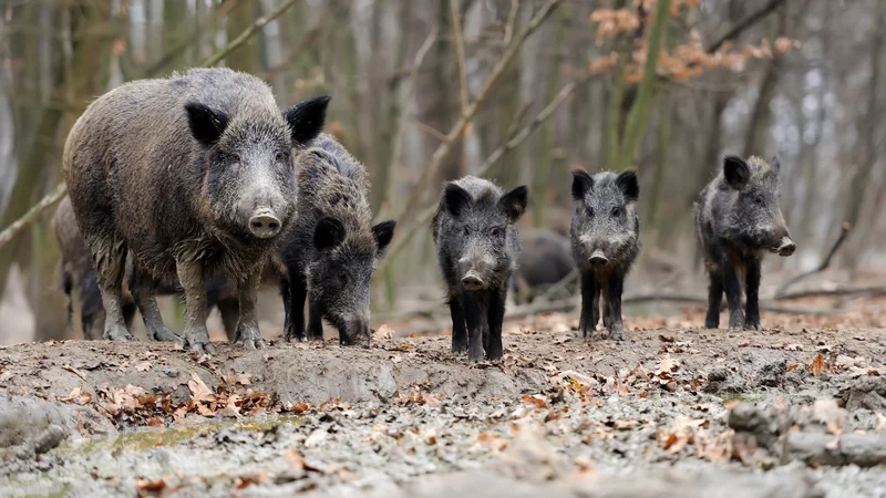 Fotografija: Bolezen pri divjih in domačih prašičih v Sloveniji še ni bila potrjena, vendar se nam približuje. FOTO: Shutterstock