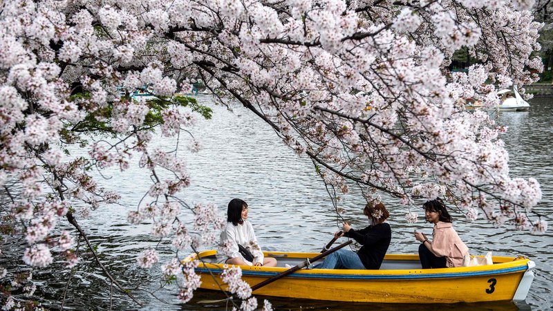 Fotografija: Češnje so letos na Japonskem dosegle vrhunec cvetenja zelo zgodaj. FOTO: Philip Fong/AFP