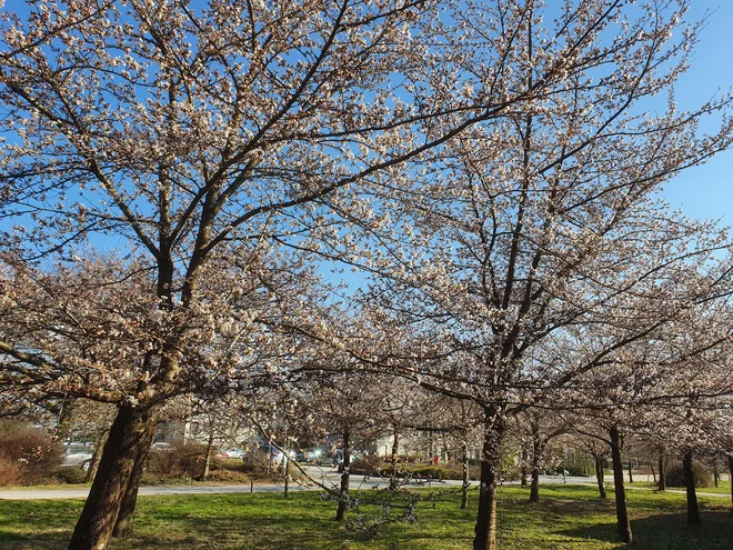 Konec prejšnjega tedna so japonske češnje zacvetele tudi v botaničnem vrtu. FOTO: Jože Bavcon