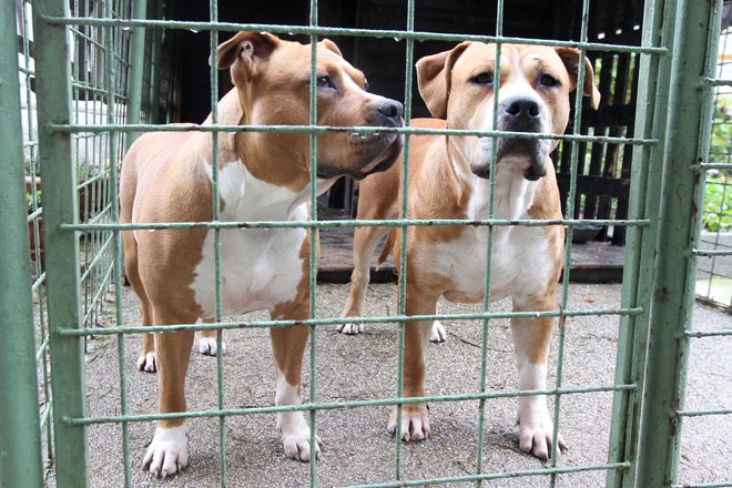 Že desetletje je v avstrijski prestolnici obvezen izpit za tako imenovane nevarne pasme psov, ki se je izkazal za izjemno učinkovitega. FOTO: Marko Feist