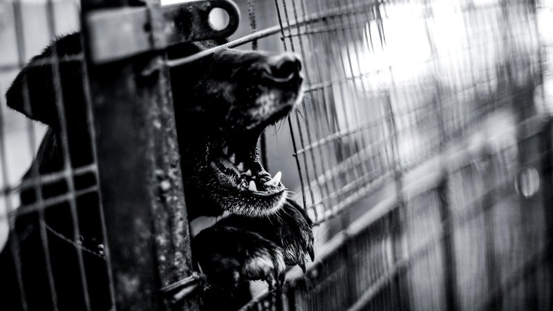 Fotografija: Po zakonu o zaščiti živali je kot nevaren pes opredeljen tisti, ki ogroža okolico zaradi svoje neobvladljivosti oziroma kaže napadalno vedenje do človeka, ali pa pes, ki je že ugriznil človeka oziroma žival. FOTO: Shutterstock
