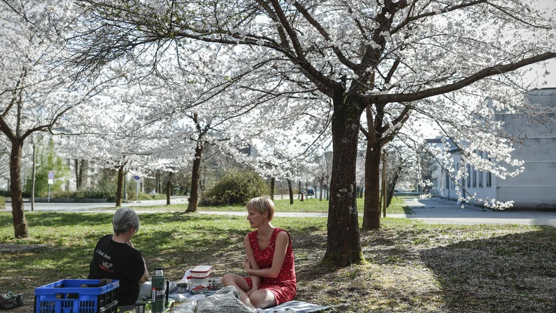 Fotografija: Pred Biološkim središčem ob Večni poti so japonske češnje zacvetele 29. marca, dobra dva tedna pozneje kot lani, iz njihove domovine pa poročajo o najzgodnejšem cvetenju v 1200-letni zgodovini. FOTO: Uroš Hočevar/Delo