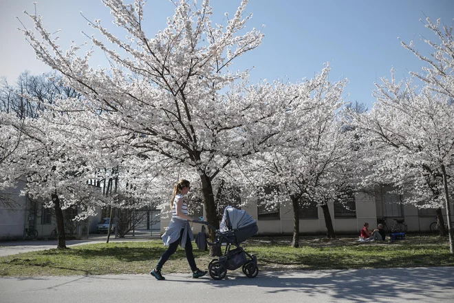 Japonske češnje simbolizirajo pomlad, zaupanje in ljubezen, ko se združijo s cvetenjem domačih češenj, pa tudi povezavo daljne vzhodne kulture z našo. FOTO: Uroš Hočevar/Delo