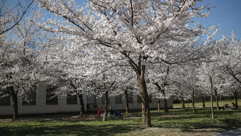 Fotografija: Cvetoče japonske češnje v Ljubljani. FOTO: Uroš Hočevar/Delo