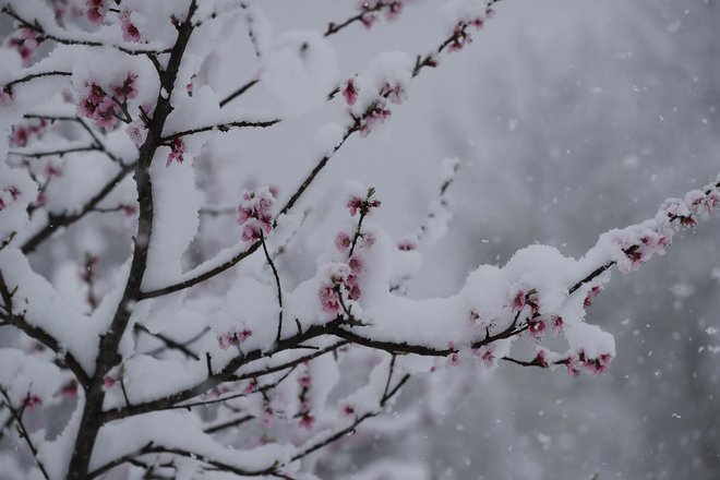 Sneg načeloma ni težava, mraz pa. FOTO: Leon Vidic/Delo
