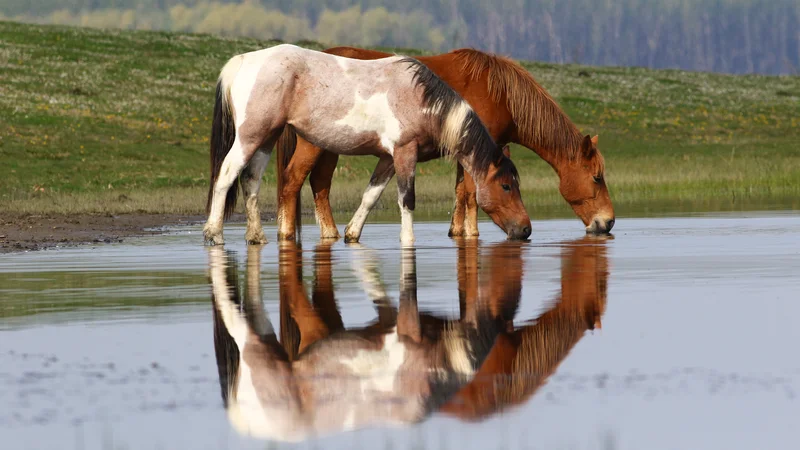 Fotografija: Razumevanje objektivne perspektive je posebna vrsta samozavedanja, ki jo lahko pripišemo tudi konjem.
Foto Shutterstock