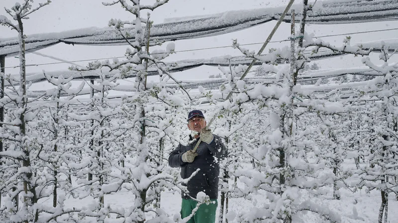 Fotografija: FOTO: Blaž Samec/Delo