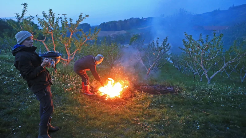 Fotografija: Sadjarji si pomagajo na različne načine, najbolj učinkovito pa je oroševanje, za kar pa ni dovolj vode. FOTO: Tadej Regent/Delo