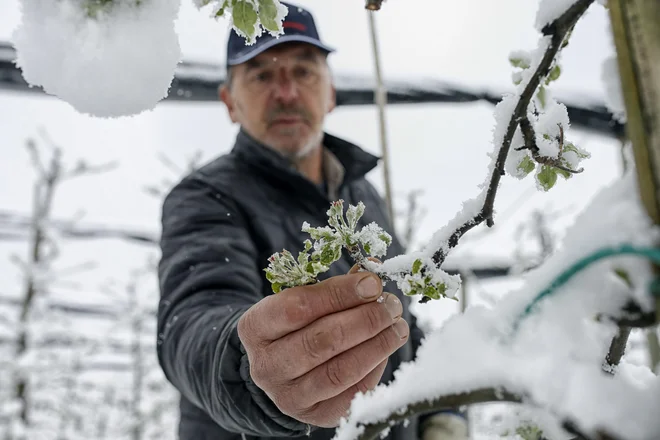 Najbolj so bili prizadeti sadjarji, manj vinogradniki. FOTO: Blaž Samec/Delo