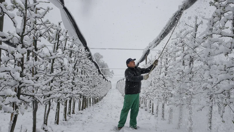 Fotografija: Škoda je ogromna, zato sadjarji pričakujejo hitro pomoč. FOTO Blaž Samec/Delo