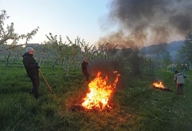 Delno je pomagalo tudi kurjenje oziroma dimljenje. FOTO: Tadej Regent/Delo