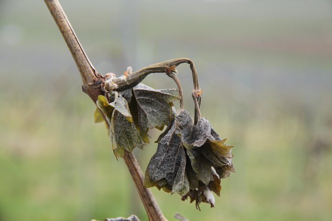 Tudi vinogradi so poškodovani. FOTO: Pojbič Jože/Delo