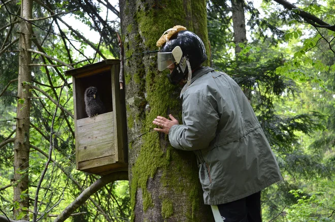 Da bi spoznali življenjske usode sov, jih je treba proučevati na večjem ozemlju. Zato vzpostavljajo območja monitoringa z gnezdilnicami, ki jih pregledujejo obročkovalci, prostovoljni sodelavci centra za obročkanje ptičev, ki deluje pri prirodoslovnem muzeju. Foto Jeno Purger