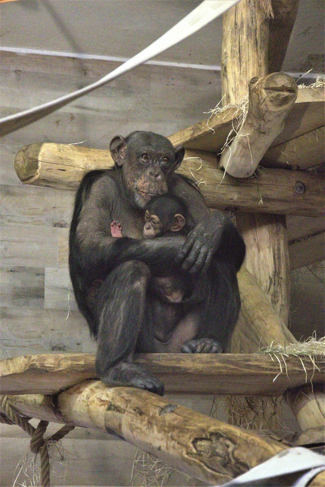 Mama Neža je hvaležna za trenutke miru, ko se lahko posveti samo najmlajšemu članu in si odpočije. FOTO: ZOO Ljubljana