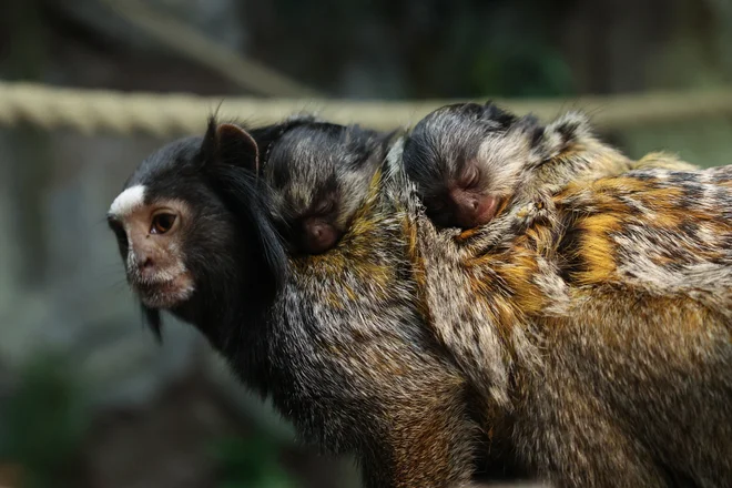 Družina ljubljanskega živalskega vrta se je to pomlad povečala tudi na račun mladičkov pri črnih čopičarkah. FOTO: ZOO Ljubljana