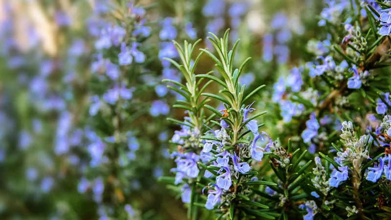 Fotografija: Cvetoči rožmarin. FOTO: Shutterstock
