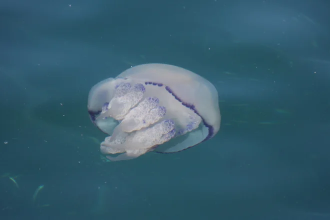Tisoči velikih morskih klobučnjakov <em>(Rhizostoma pulmo)</em> so letos uničili pomladni del ribolovne sezone. FOTO: Boris Šuligoj/Delo