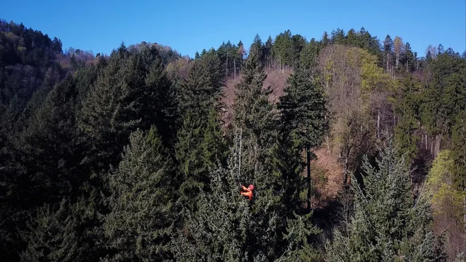 Drevo je z vrha izmeril plezalec in arborist Rado Nadvešnik. FOTO: Andraž Purg
