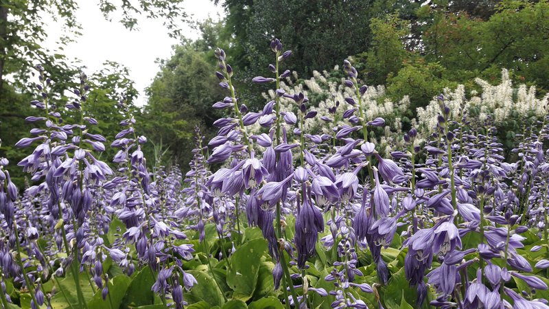 Fotografija: Hosta plantaginea v ljubljanskem botaničnem vrtu. Rod nosi ime po Nicolausu Thomasu Hostu. FOTO: Jože Bavcon