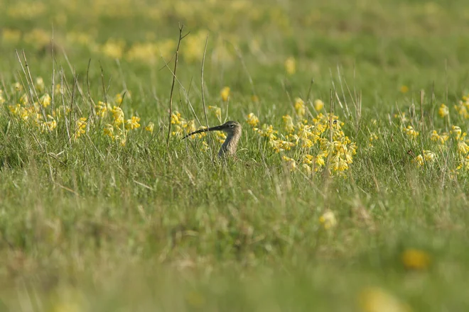 Pomladanski jeglič (<em>Primula veris</em>) je precej podoben trobentici, a ga ob pozornem opazovanju od nje lahko loči tudi nestrokovno oko. FOTO: Kaarel Kaisel