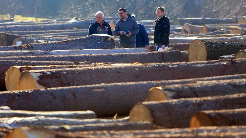Fotografija: Najboljšo slovensko hlodovino na vsakoletni dražbi na Koroškem razgrabijo tujci. FOTO: Tadej Regent/Delo