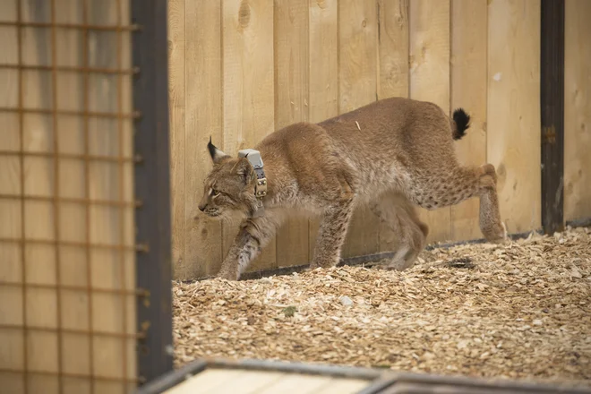 Risinja Aida, ki na kožuhu skoraj nima temnih pik, je previdno pogledala ven in se počasi odpravila v isto smer kot pred njo Zois. FOTO: Jure Eržen/Delo