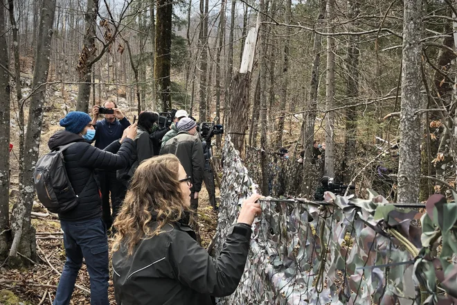 Nekaj minut grobne tišine in zadrževanja diha večdesetglave množice, skrite za maskirno ograjo, je trajalo, preden se je iz prilagoditvene obore prikazal prvi ris. FOTO: Jure Eržen