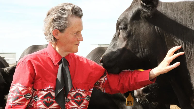Fotografija: Temple Grandin ni samo oseba, ki ji je bolj kot komurkoli do zdaj uspelo opisati, kako razmišlja nekdo z avtizmom, temveč tudi znanstvenica, ki je več kot mnogi drugi naredila za to, da bi pojasnila, kaj čutijo živali. FOTO: Rosalie Winard