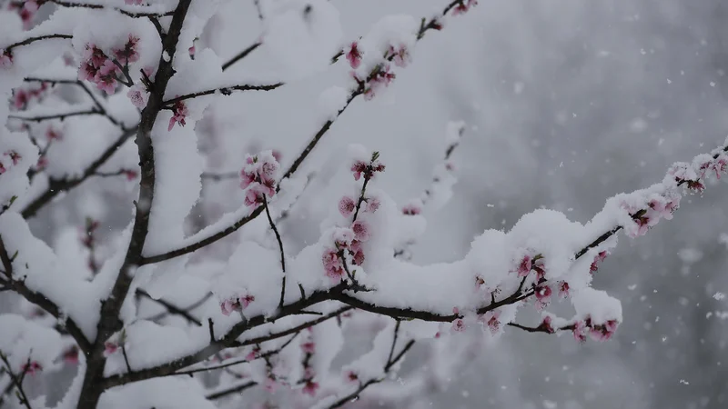 Fotografija: Sedmega aprila je bilo tako marsikje najhladnejše aprilsko jutro zadnjih 70 let. FOTO: Leon Vidic/Delo