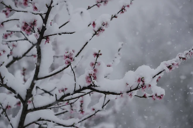 Sedmega aprila je bilo tako marsikje najhladnejše aprilsko jutro zadnjih 70 let. FOTO: Leon Vidic/Delo