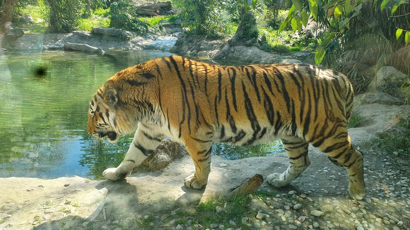 Fotografija: Novi samec Bos je 200 kg težak sibirski tiger, ki bo 7. maja dopolnil 10 let. Foto Zoo Ljubljana