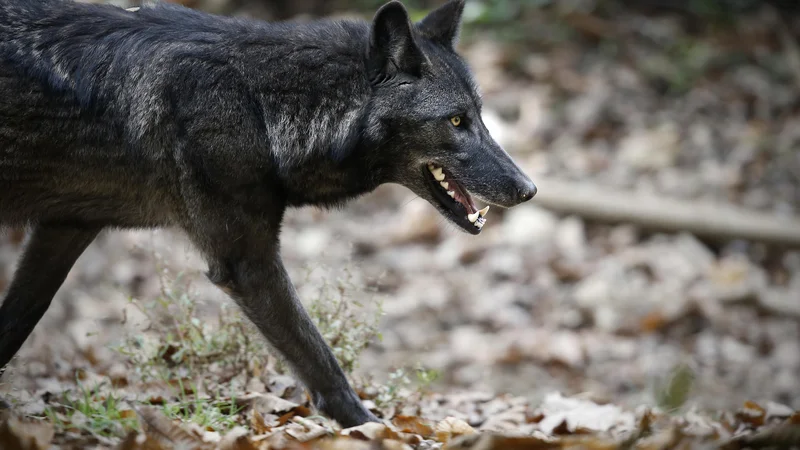 Fotografija: Volk samotar je izjema, in ne pravilo v volčjem rodu. FOTO: Blaž Samec/Delo