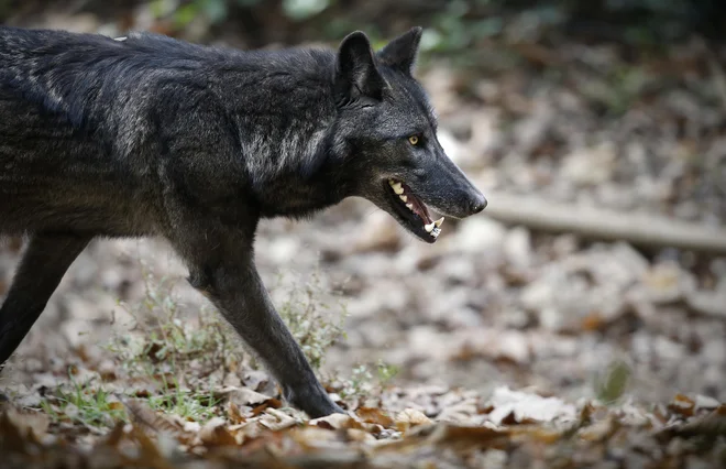 Volk samotar je izjema, in ne pravilo v volčjem rodu. FOTO:&nbsp;Blaž Samec/Delo
