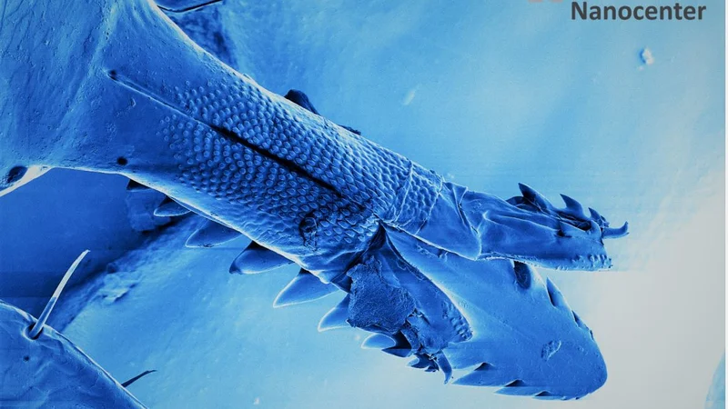 Fotografija: FOTO: Bojan Ambrožič/Center odličnosti nanoznanosti in nanotehonologij