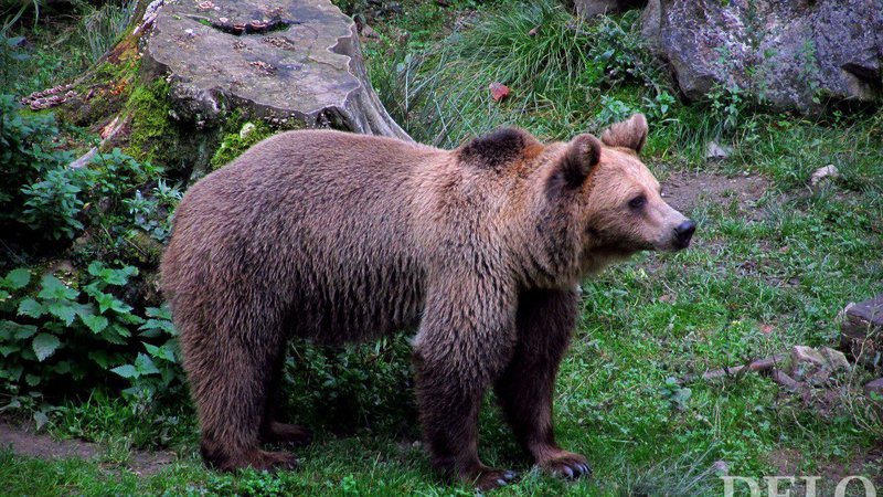 Fotografija: Medved je zavarovana in redka vrsta. FOTO: Blaž Samec/Delo