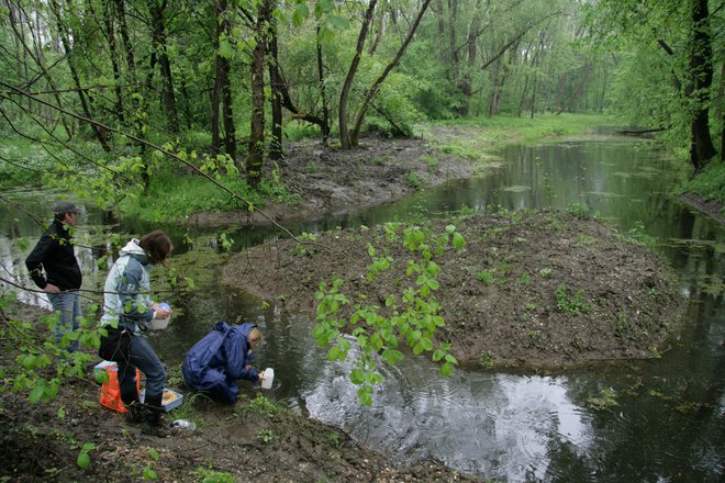 Sodelavci Inštituta za vode jemljejo vzorce v prvi obnovljeni obmurski mrtvici v sklopu projekta ohranjanja biodiverzitete Biomura. FOTO: Jože Pojbič/Delo