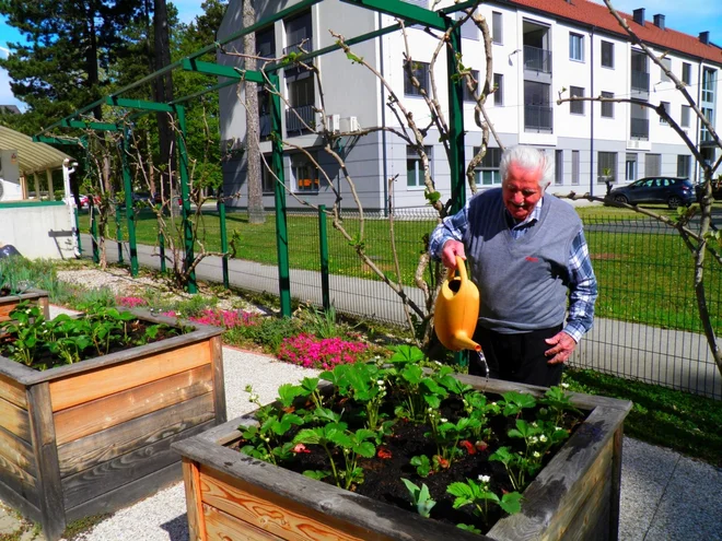 Gospod Maks je še vedno zelo aktiven. Takole je na praznik dela poskrbel za gredice pred domom v Kidričevem. FOTO: Osebni arhiv