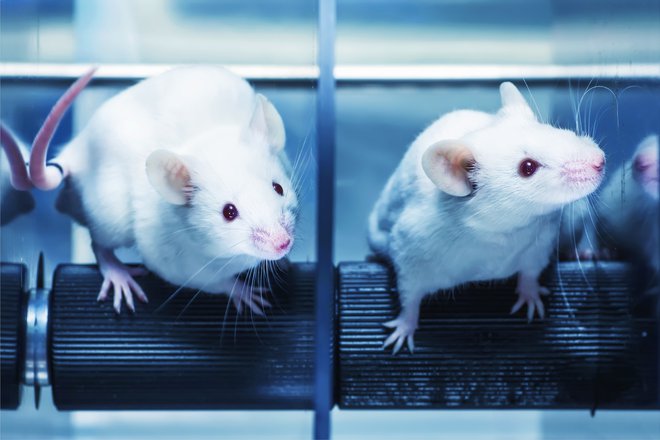 Na univerzi v Rochestru so leta 2014 vsadili možganske celice človeških zarodkov v miši in ugotovili, da so v letu dni prevladale. Foto Shutterstock
