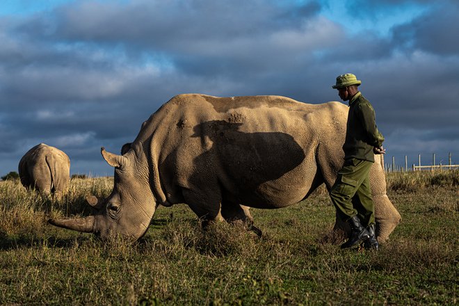 31-letna Najin, ena izmed dveh zadnji severnih belih nosoroginj. Foto Matjaz Krivic 