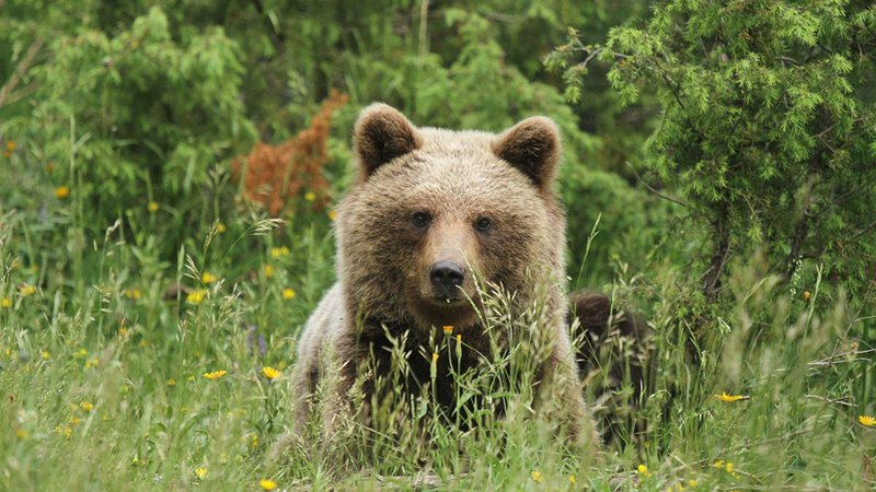 Fotografija: V zgodbi medved nikoli ni počlovečen, ostaja divja in skrivnostna žival. Fotodokumentacija Dela