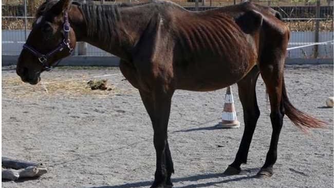 Fotografija: Shirana Ana Pan Vita FOTO: Društvo za zaščito konj Polzela